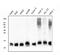Thioredoxin 2 antibody, M04586-1, Boster Biological Technology, Western Blot image 