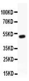 RUNX Family Transcription Factor 1 antibody, LS-C344016, Lifespan Biosciences, Western Blot image 