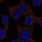 DAN domain family member 5 antibody, NBP2-68651, Novus Biologicals, Immunofluorescence image 