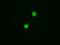 Tripartite Motif Containing 33 antibody, GTX83492, GeneTex, Immunocytochemistry image 