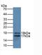 Interleukin 2 antibody, abx132081, Abbexa, Western Blot image 