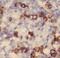 CD11C antibody, FNab01413, FineTest, Immunohistochemistry frozen image 