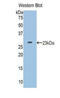 Apolipoprotein M antibody, LS-C374414, Lifespan Biosciences, Western Blot image 