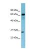 RAS Like Family 12 antibody, NBP1-58889, Novus Biologicals, Western Blot image 