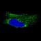 Metadherin antibody, NBP2-52929, Novus Biologicals, Immunofluorescence image 