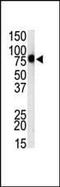 Toll-like receptor 1 antibody, PA5-11589, Invitrogen Antibodies, Western Blot image 