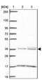 Intelectin 1 antibody, NBP2-38989, Novus Biologicals, Western Blot image 