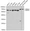 Karyopherin Subunit Alpha 1 antibody, GTX54302, GeneTex, Western Blot image 