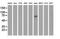 Kelch Like Family Member 2 antibody, MA5-25206, Invitrogen Antibodies, Western Blot image 