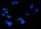Protein Disulfide Isomerase Family A Member 3 antibody, PB9772, Boster Biological Technology, Immunofluorescence image 