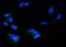 Protein Disulfide Isomerase Family A Member 3 antibody, PB9772, Boster Biological Technology, Immunofluorescence image 