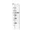 Cysteinyl-TRNA Synthetase antibody, NBP2-36755, Novus Biologicals, Western Blot image 