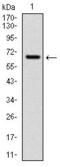Cytochrome P450 Family 1 Subfamily A Member 1 antibody, GTX60543, GeneTex, Western Blot image 