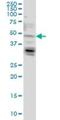 Ceramide Synthase 4 antibody, H00079603-M03, Novus Biologicals, Western Blot image 