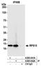 40S ribosomal protein S15 antibody, A305-042A, Bethyl Labs, Immunoprecipitation image 