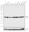 ER Membrane Protein Complex Subunit 3 antibody, 711771, Invitrogen Antibodies, Western Blot image 