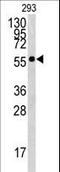 BTB Domain Containing 1 antibody, LS-C100910, Lifespan Biosciences, Western Blot image 