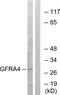 GDNF Family Receptor Alpha 4 antibody, PA5-39188, Invitrogen Antibodies, Western Blot image 