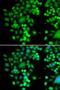 Phytanoyl-CoA Dioxygenase Domain Containing 1 antibody, LS-C346286, Lifespan Biosciences, Immunofluorescence image 