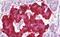 Secretogranin-2 antibody, MBS248500, MyBioSource, Immunohistochemistry paraffin image 