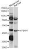 Mitochondrial transcription termination factor 1 antibody, LS-C749787, Lifespan Biosciences, Western Blot image 