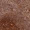 Transmembrane Protein 42 antibody, HPA052569, Atlas Antibodies, Immunohistochemistry paraffin image 