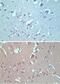 VANGL Planar Cell Polarity Protein 2 antibody, NBP2-24704, Novus Biologicals, Immunohistochemistry frozen image 
