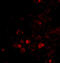 Elongation of very long chain fatty acids protein 6 antibody, 4571, ProSci, Immunofluorescence image 