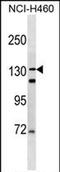 Dentin Sialophosphoprotein antibody, PA5-72040, Invitrogen Antibodies, Western Blot image 