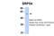 Signal Recognition Particle 54 antibody, 25-614, ProSci, Western Blot image 