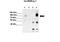 Heterogeneous Nuclear Ribonucleoprotein U Like 1 antibody, 29-401, ProSci, Immunoprecipitation image 