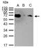 Heat shock protein 70 antibody, LS-C186189, Lifespan Biosciences, Immunoprecipitation image 