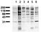 Phosphotyrosine antibody, AM00124PU-N, Origene, Western Blot image 