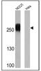 Keratan sulfate antigen TRA1-60 antibody, MA1-023-HRP, Invitrogen Antibodies, Western Blot image 