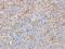 Actin Alpha 2, Smooth Muscle antibody, orb389239, Biorbyt, Immunohistochemistry paraffin image 