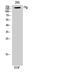Fibroblast Growth Factor Receptor 1 antibody, STJ93083, St John