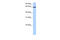 EBF Family Member 4 antibody, 30-759, ProSci, Western Blot image 