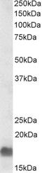 Endothelial Differentiation Related Factor 1 antibody, LS-B10582, Lifespan Biosciences, Western Blot image 