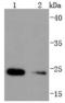 Heat Shock Protein Family B (Small) Member 8 antibody, A02492, Boster Biological Technology, Western Blot image 