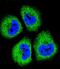 Growth arrest-specific protein 1 antibody, LS-C166376, Lifespan Biosciences, Immunofluorescence image 