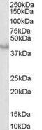 Caspase 4 antibody, GTX89618, GeneTex, Western Blot image 