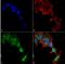 Glutamate Metabotropic Receptor 5 antibody, NBP2-59334, Novus Biologicals, Immunocytochemistry image 