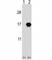 Cyclin Dependent Kinase Inhibitor 2B antibody, F42340-0.4ML, NSJ Bioreagents, Immunofluorescence image 