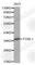 Forkhead Box L1 antibody, A2931, ABclonal Technology, Western Blot image 