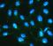 Inhibitor Of Nuclear Factor Kappa B Kinase Regulatory Subunit Gamma antibody, A00874, Boster Biological Technology, Immunofluorescence image 