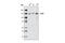 CCCTC-Binding Factor antibody, 3417S, Cell Signaling Technology, Western Blot image 