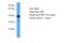 Major Histocompatibility Complex, Class I-Related antibody, A00618, Boster Biological Technology, Western Blot image 