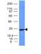 Immunoglobulin Kappa Variable 1D-16 antibody, MBS438222, MyBioSource, Western Blot image 