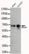 BRCA1 Associated Protein antibody, M03573, Boster Biological Technology, Western Blot image 