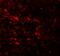 Epithelial Splicing Regulatory Protein 1 antibody, A06068, Boster Biological Technology, Immunofluorescence image 